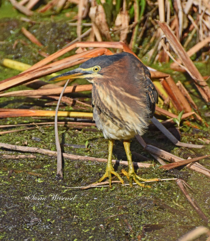 Green Heron