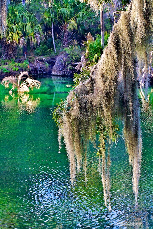 Blue Spring Natural Area, Florida - ID: 14687054 © Emile Abbott