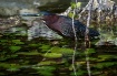 ~ The Hunter ~