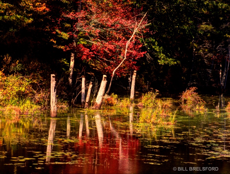 AUTUMN REFLECTIONS