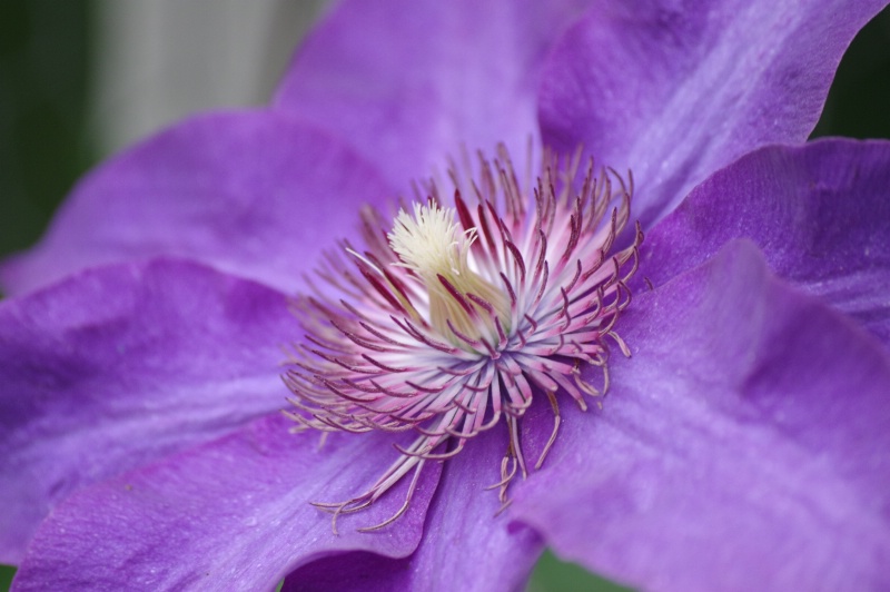 Clematis 2014