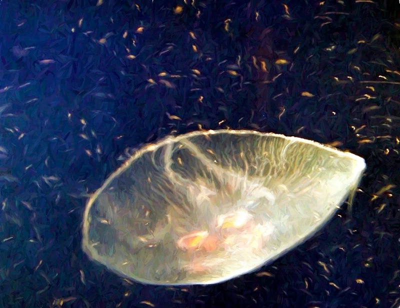 Van Gogh's Jellyfish