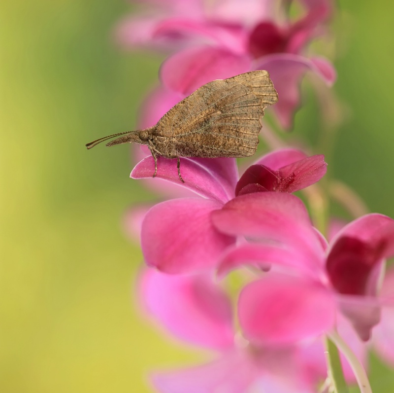 A Nose for Orchids