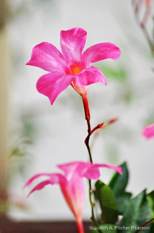 pink mandevilla