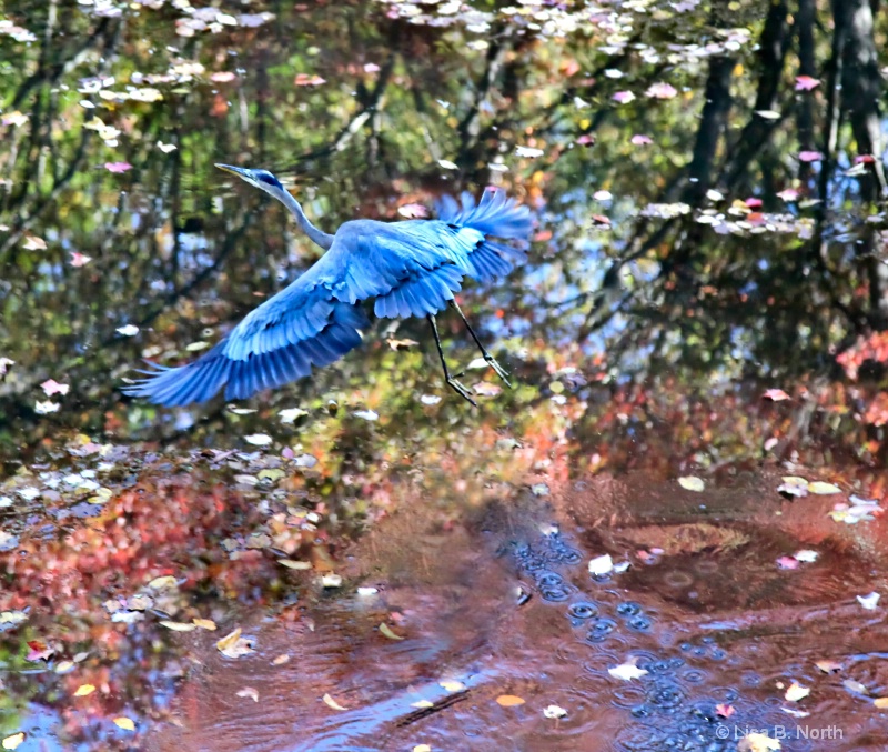 Blue Heron escaping my camera