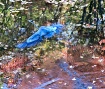 Blue Heron escapi...