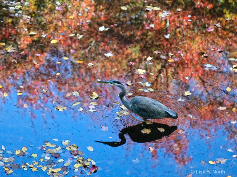 Blue Heron in the autumn pond