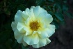 White Rose