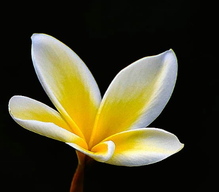 Solo Frangipani