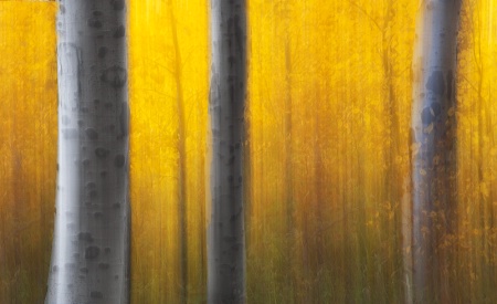 Glow of the Aspens