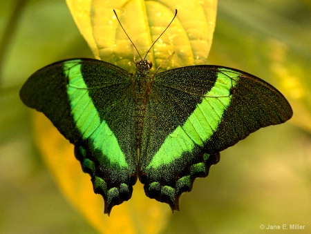 Green Tropical Butterfly