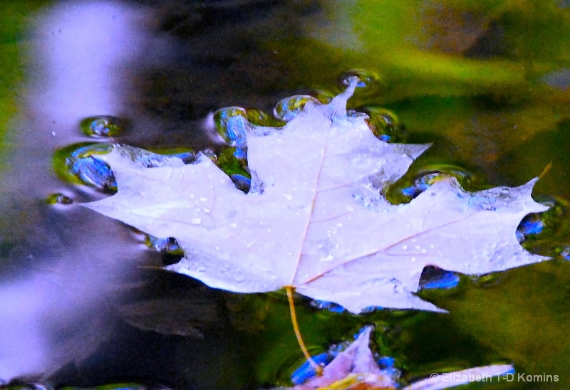Autumn River Maple Leaf