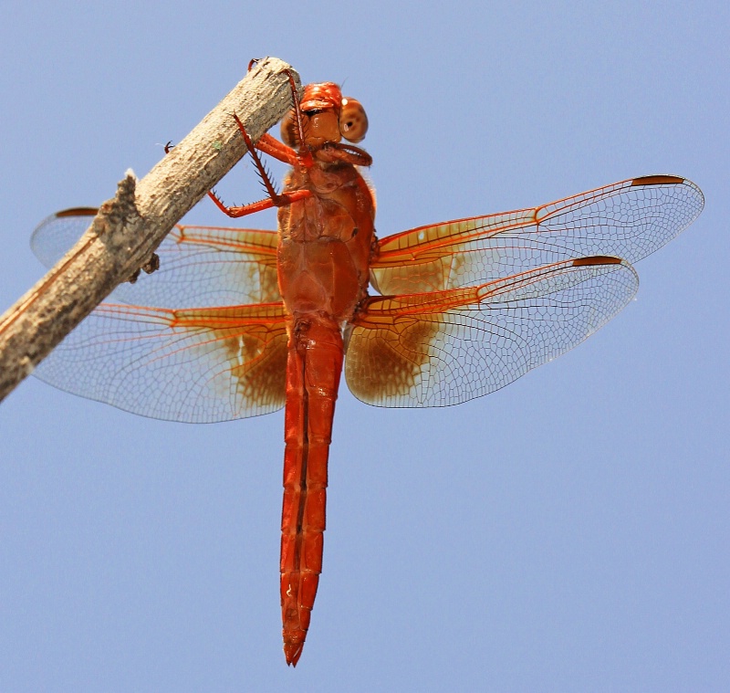 Unabashedly Orange