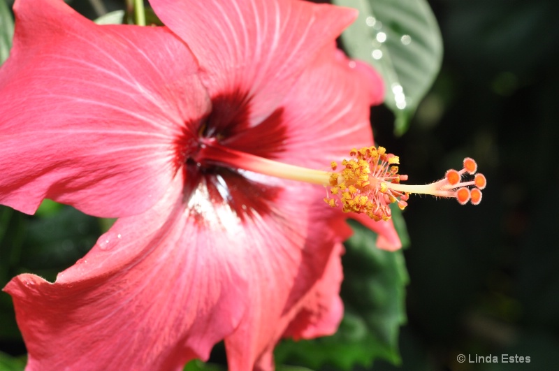 Hibiscus of Cerise - ID: 14690170 © Linda Estes