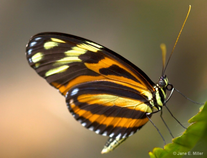 Tiger Striped Butterfly