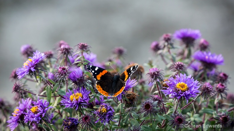 Aster Beauty