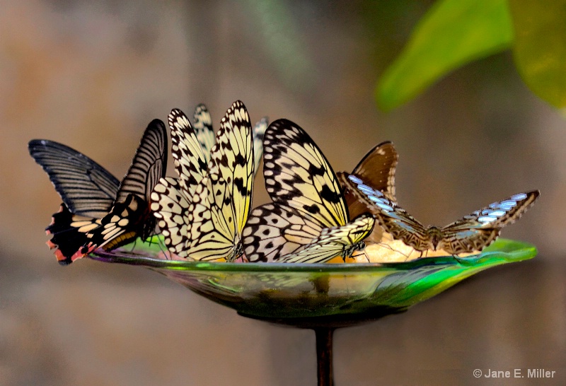 Ultimate Butterfly Lunch