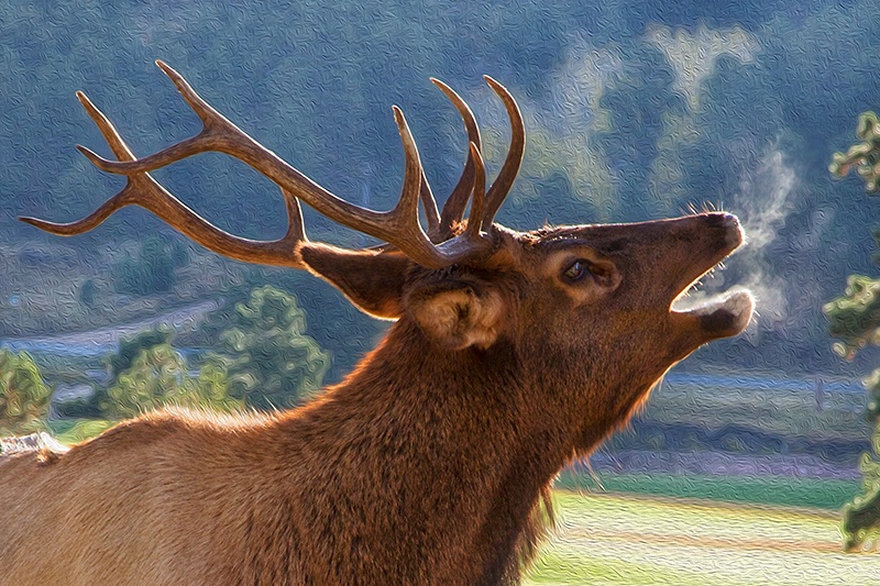 An Elk