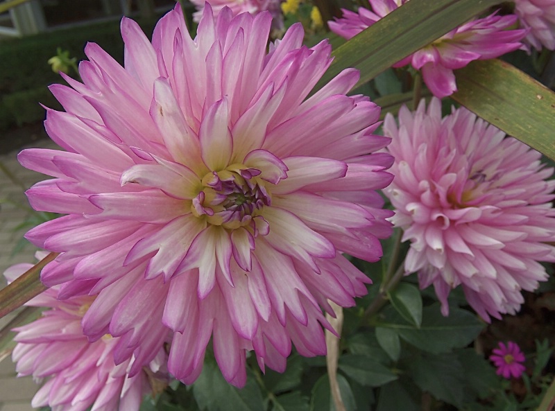 Dahlia Delights