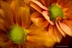 Autumn Beauties