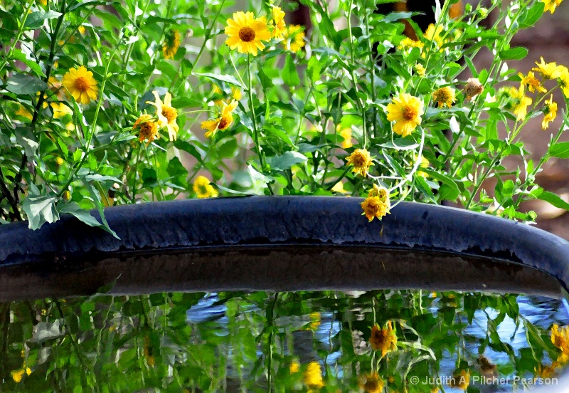 peering at their own reflections........