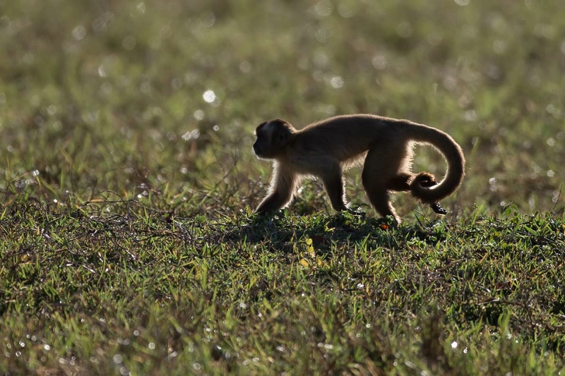 brown-capuchin-monkey-backlit-day-2-am-ct1q8832