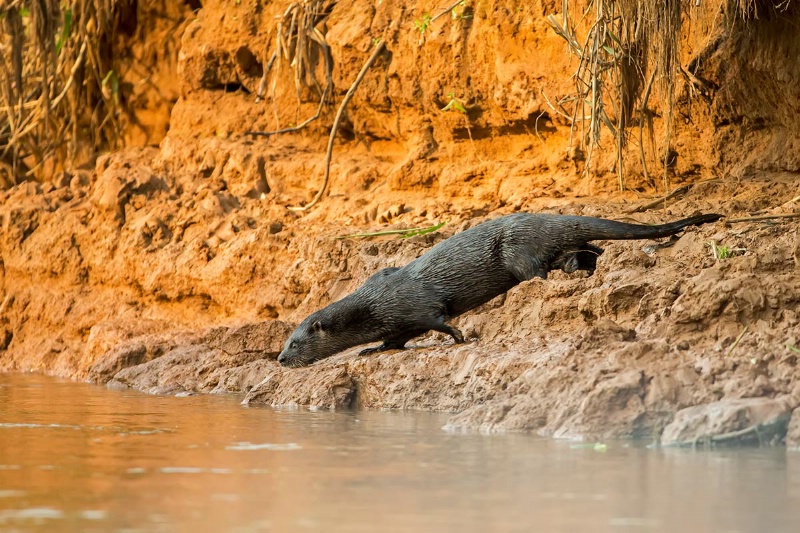 giant-river-otter-going-in-the-river-keepers-day-8