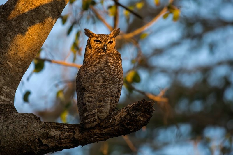 great-horned-owl-on-a-branch-day-2-pm-ct1q