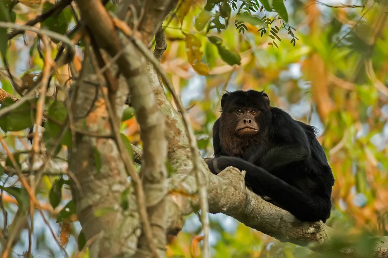 howler-monkey-sitting-in-a-tree--day-8-pm-c