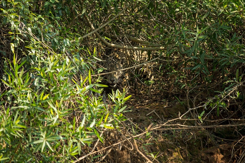 jaguar-creeping-almost-perfect-camoflauge-keepers-