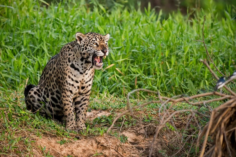 jaguar-showing-its-teeth--day-4-am--ct1q117