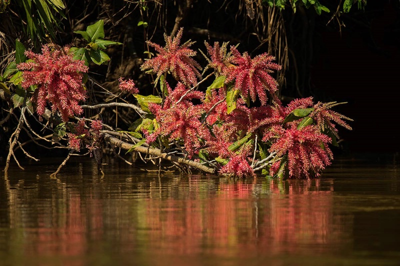 red-flowering-tree-over-the-water-day-5-am
