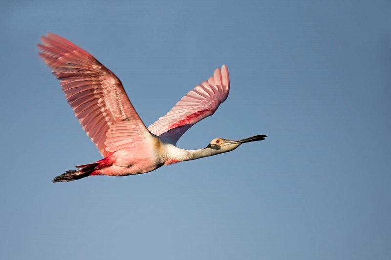 roseate-spoonbill--day-2-pm-ct1q9713