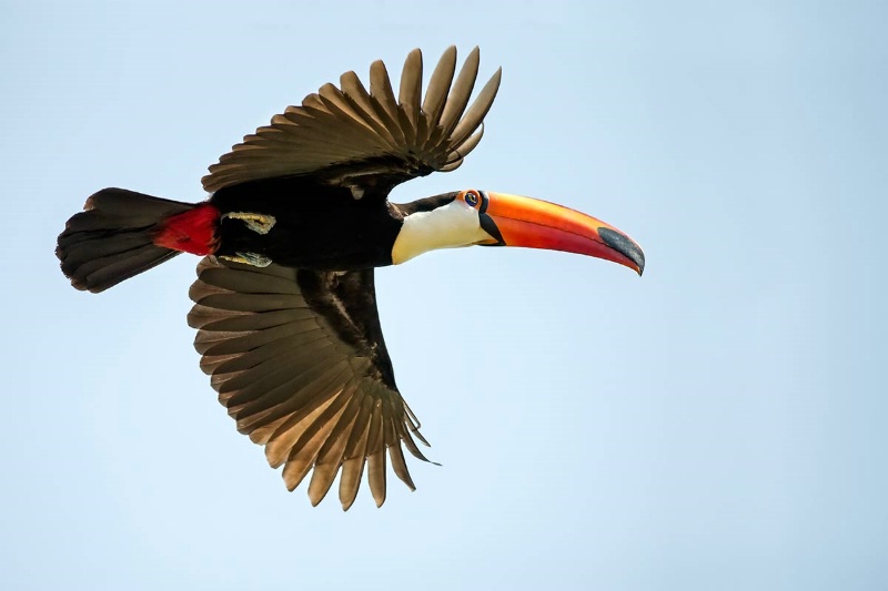 toco-tucan-in-flight-keepers-day-4-am-b-ct1q306314