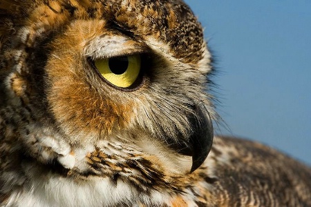 Great Horned Owl