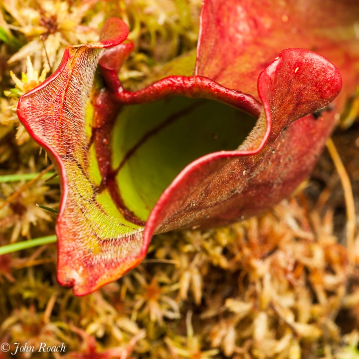 Pitcher Plant in Fall