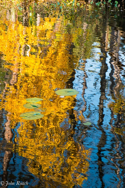 Lily Pads and Fall Color