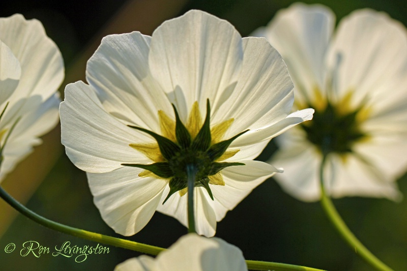 Backlit Beauties