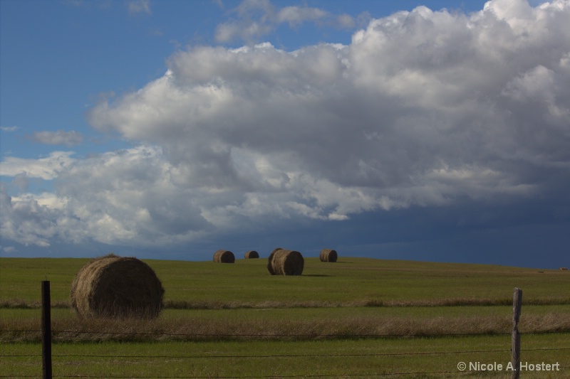 Hay Bales on a Meadow