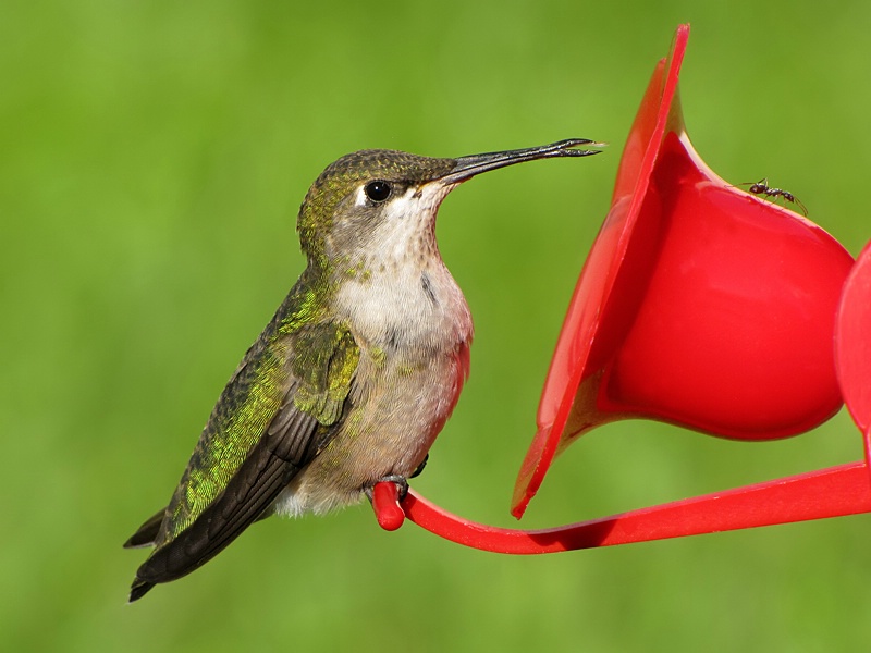 Hummingbird and Ant