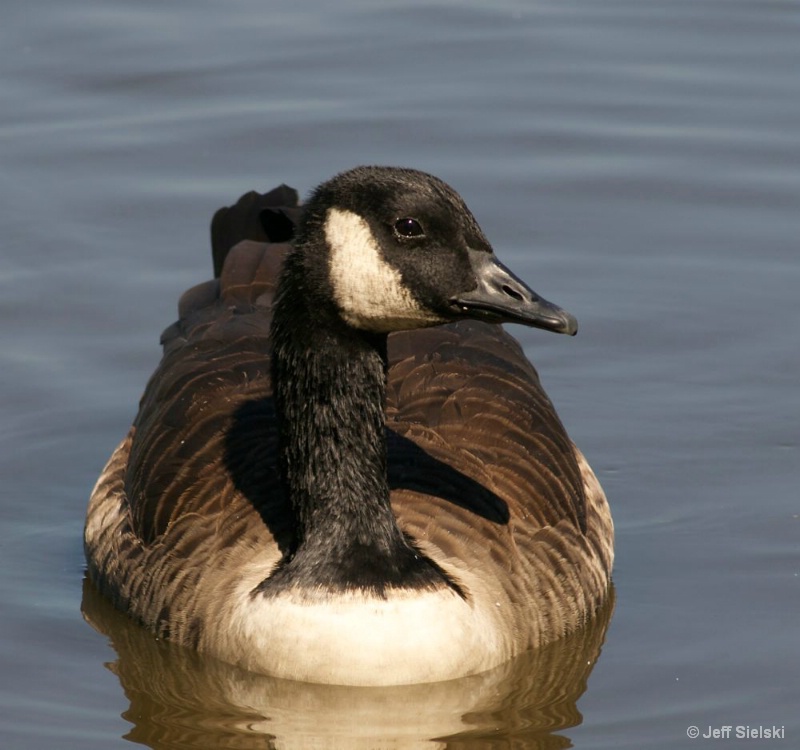 Canadian Goose on Pond 