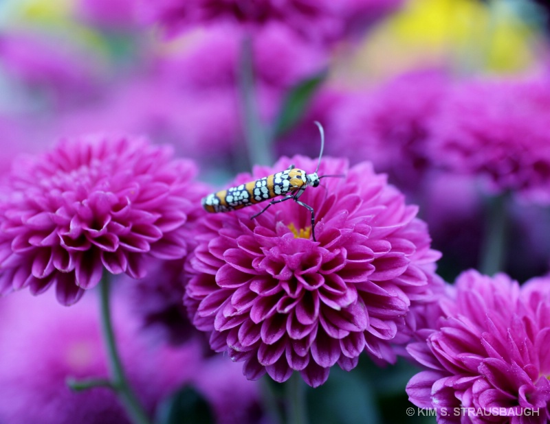 Purple Mums