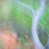 © Ann Lyssenko PhotoID # 14693518: Soft Birch
