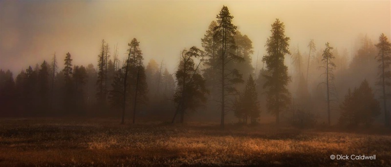 Fog in Yellowstone National Park