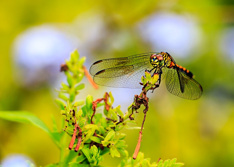 colorful dragonfly