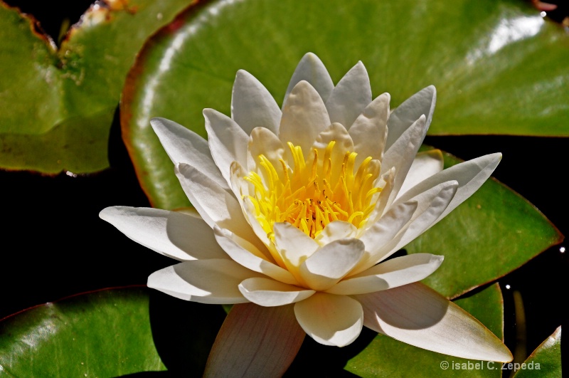 water lily