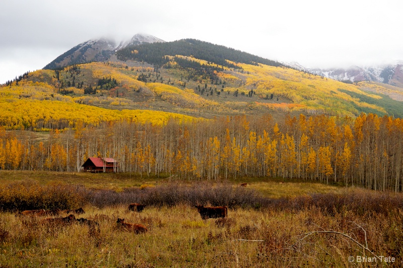 Cows and Aspens