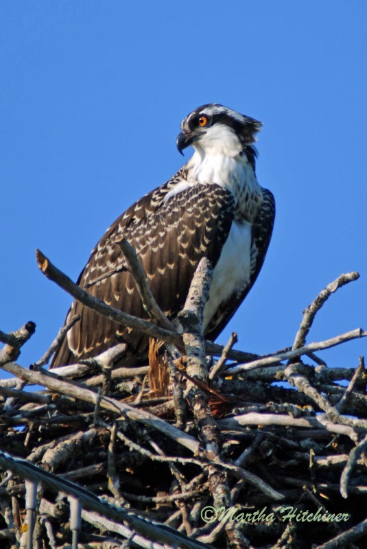 Osprey on Her Nest