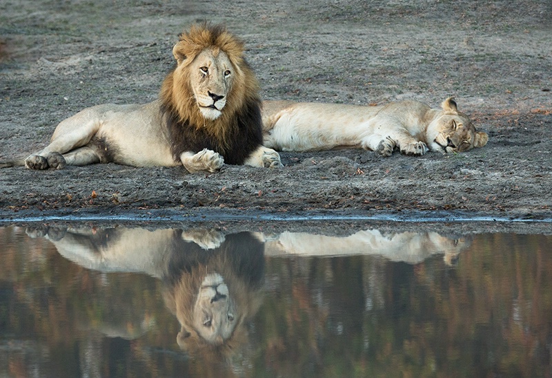 Reflecting Lions on the Pond