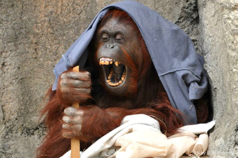 Funny Orangutan